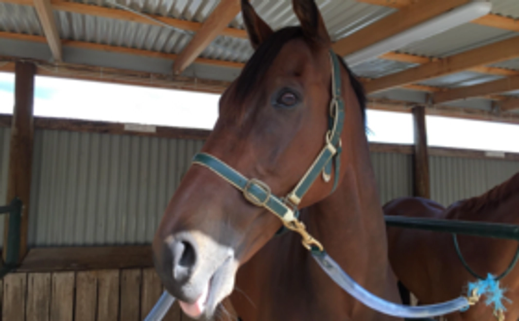 季節で見守る、一口馬主