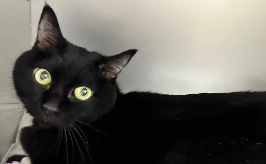 感謝のメールとちびの画像1枚