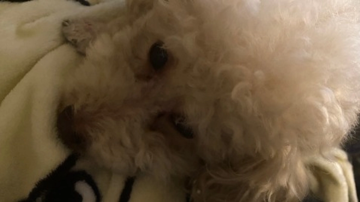 【クラファン残り17日】昨日の検査結果です