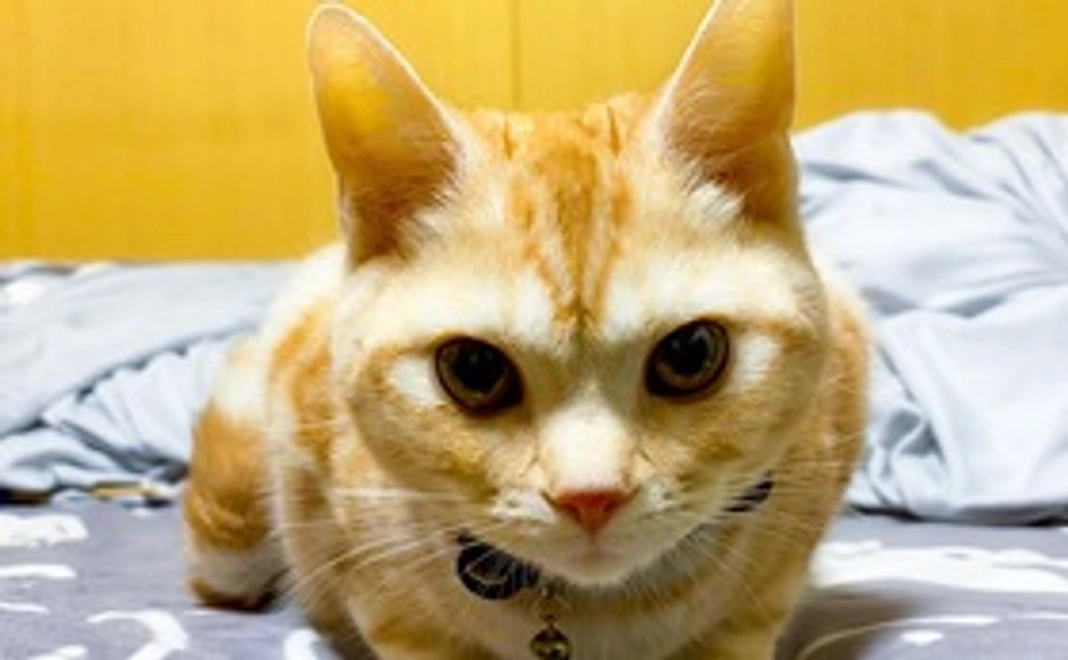 感謝のメールとアポロのショート動画（携帯）