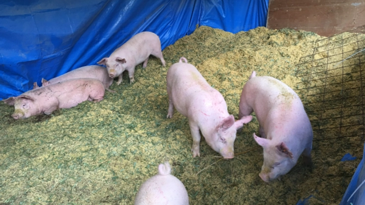 孟宗竹チップを利用し、清潔な環境で安心・安全な豚を育てたい！
