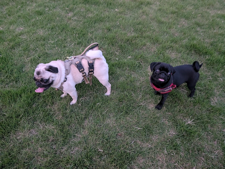 暑い日が続いてますね