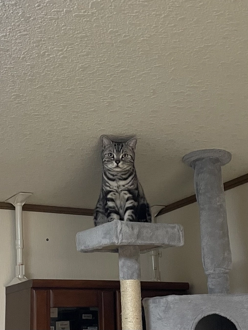 本日の銀時(投薬63日目)