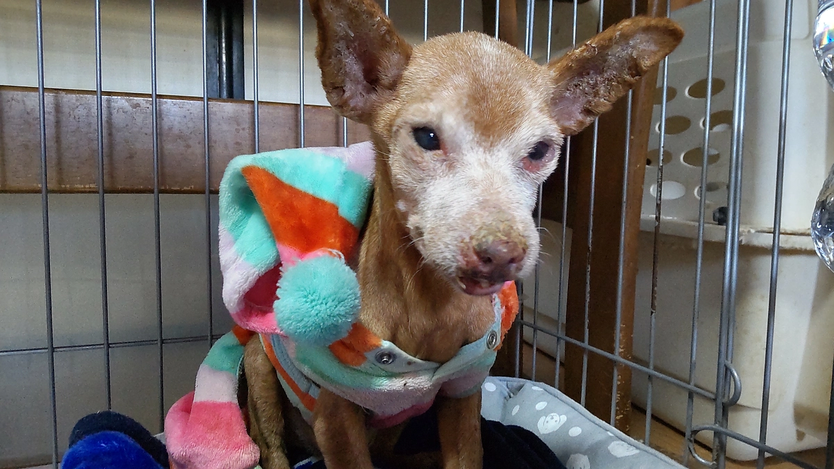 13歳のミニピンわこ