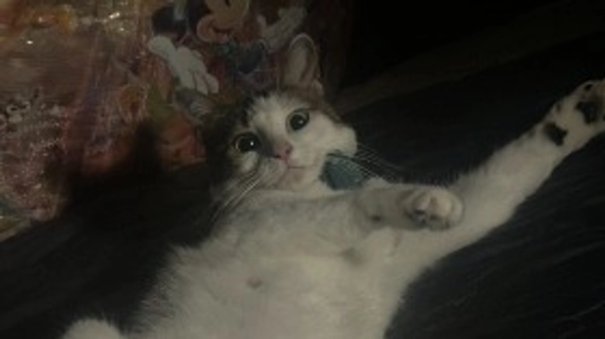 卒業生の近況報告☆ゼラちゃん(元・くろごま)