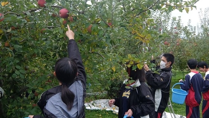 北部高校生が地域活性に挑戦、飯綱町のりんご農家をお手伝い！