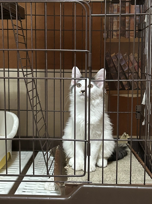 10月に4頭去勢避妊手術、1頭R1頭トライアルに出しました。