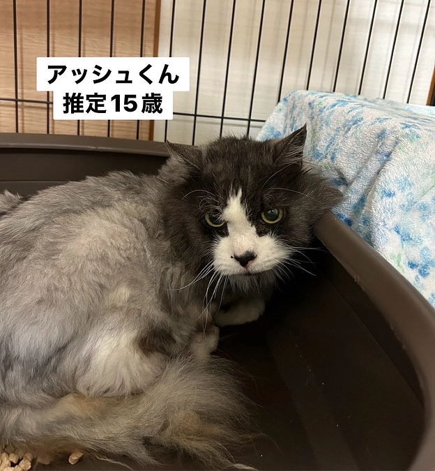 シニア猫が入室しました