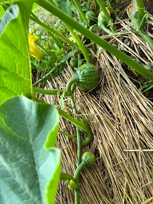 かぼちゃの生育