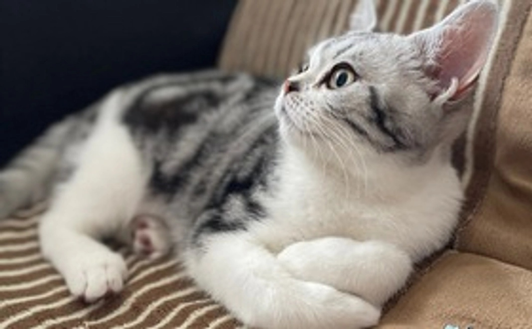 レイの応援1,000円