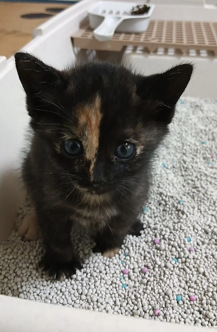 濃茶サビちゃん