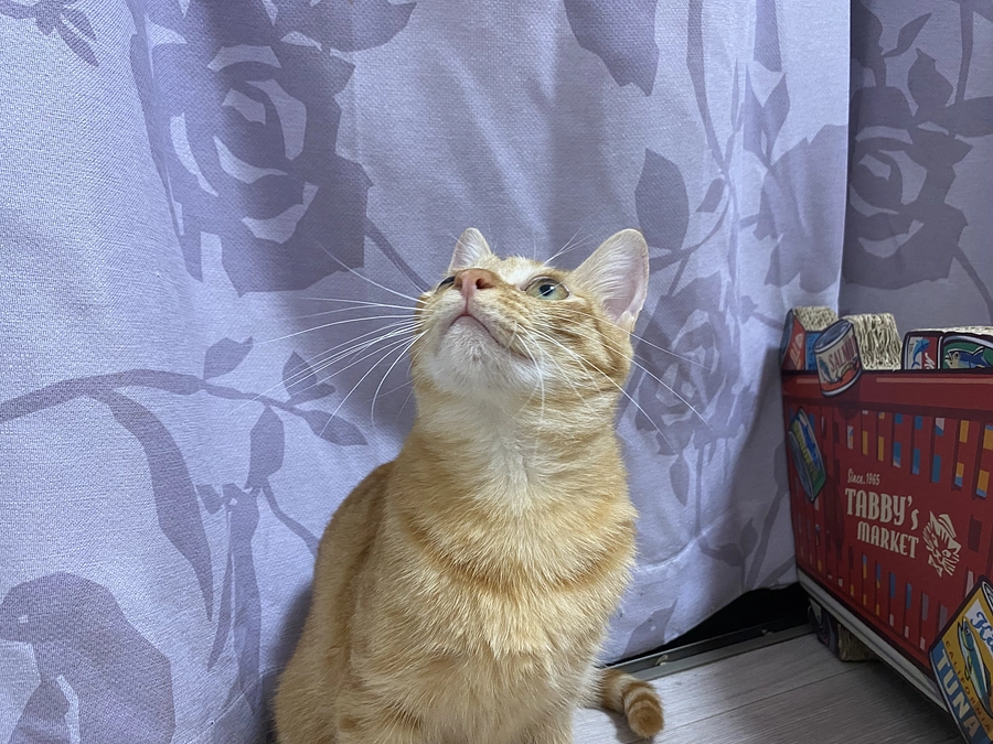 今日のモカ（経過観察1日目）🐱⭐️