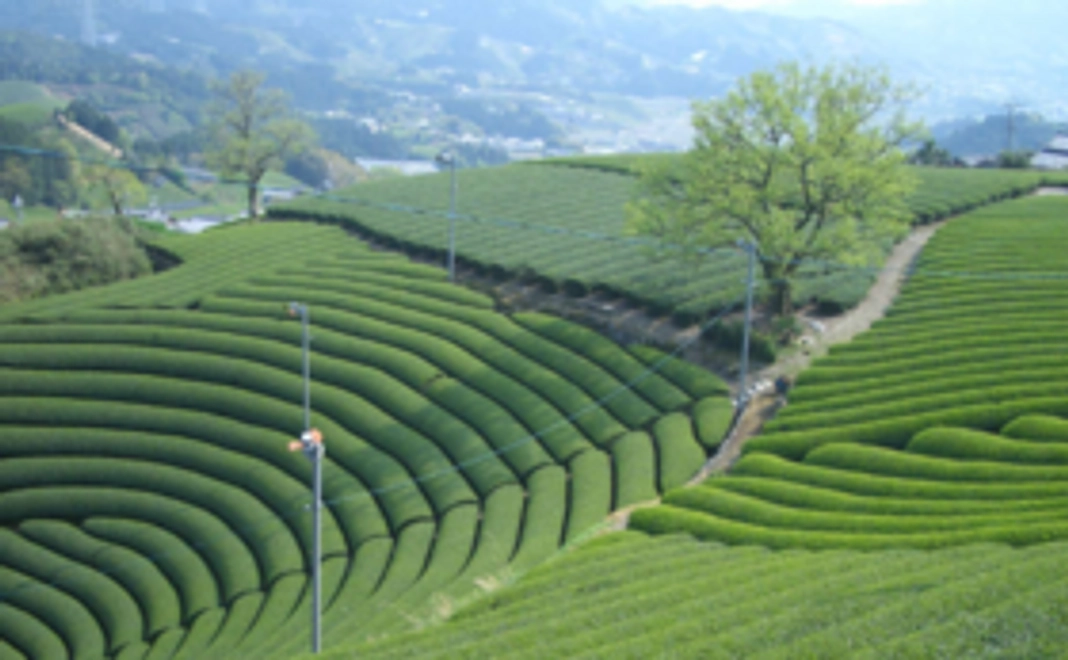 京都宇治和束町上嶋爽禄園より「時をかけて育む生命の尊さ、人の絆～貴方だけの茶畑で貴方オリジナルのお茶を作成します」