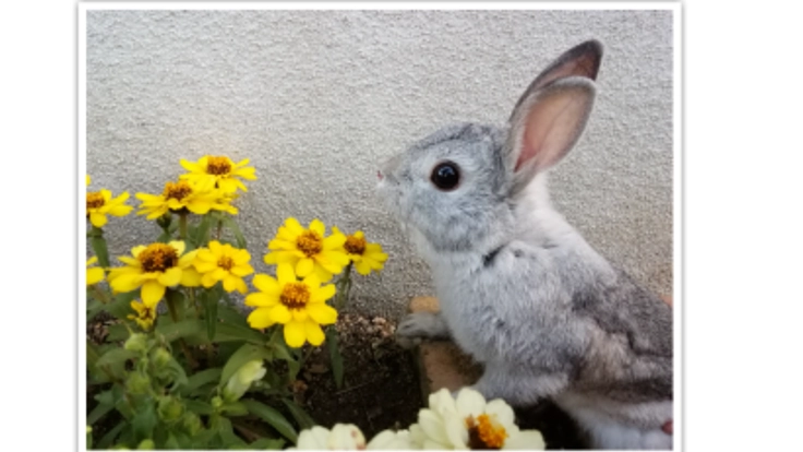 うさぎの命を守りたい