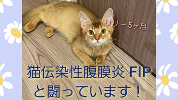 5か月の子猫　猫伝染性腹膜炎FIPの治療にお力お貸し下さい