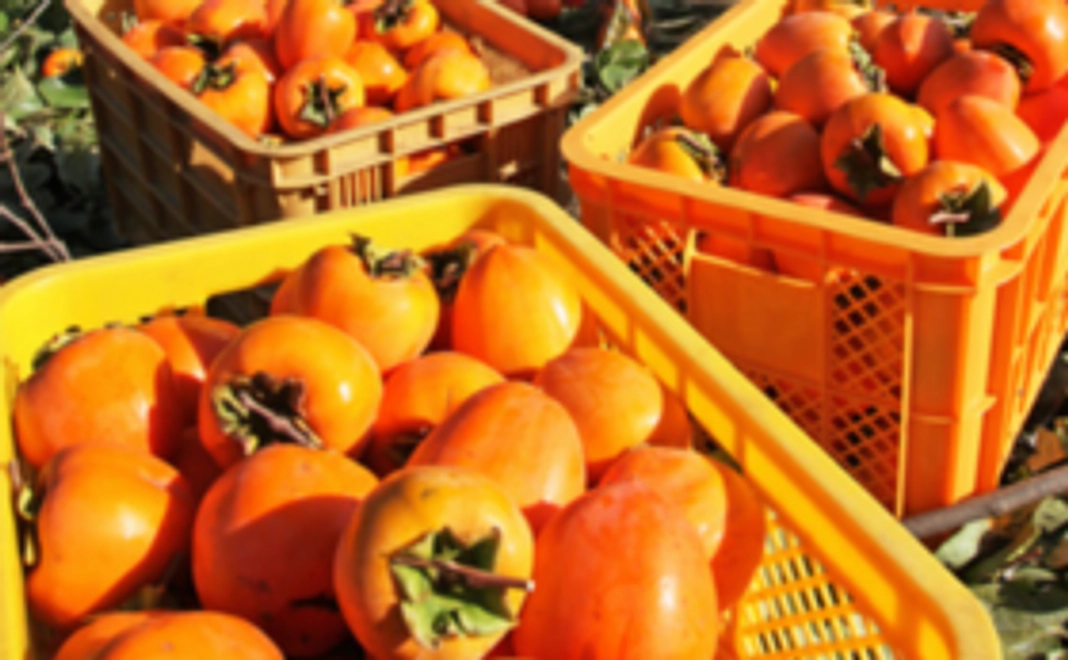 園児からのお礼の手紙、管理栄養士の柿レシピ、柿10個