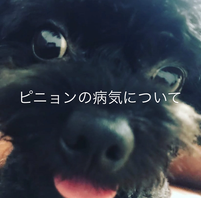 ピニョンの病気のこと