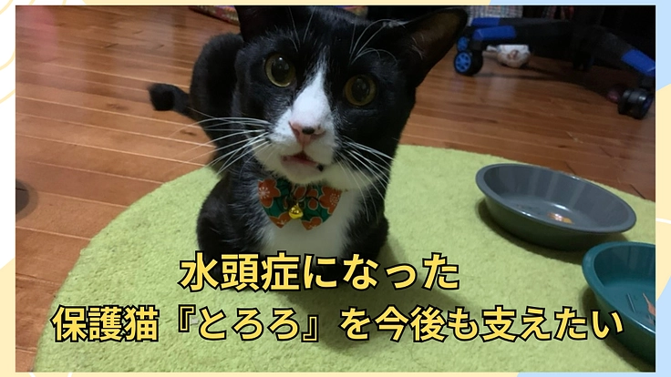 水頭症になった　保護猫『とろろ』を今後も支えたい