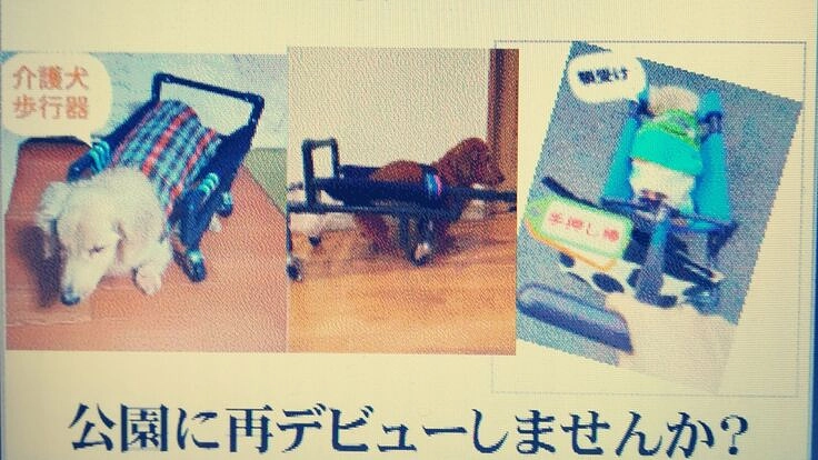 介護を必要とする【老犬、リハビリ犬】の4輪歩行器