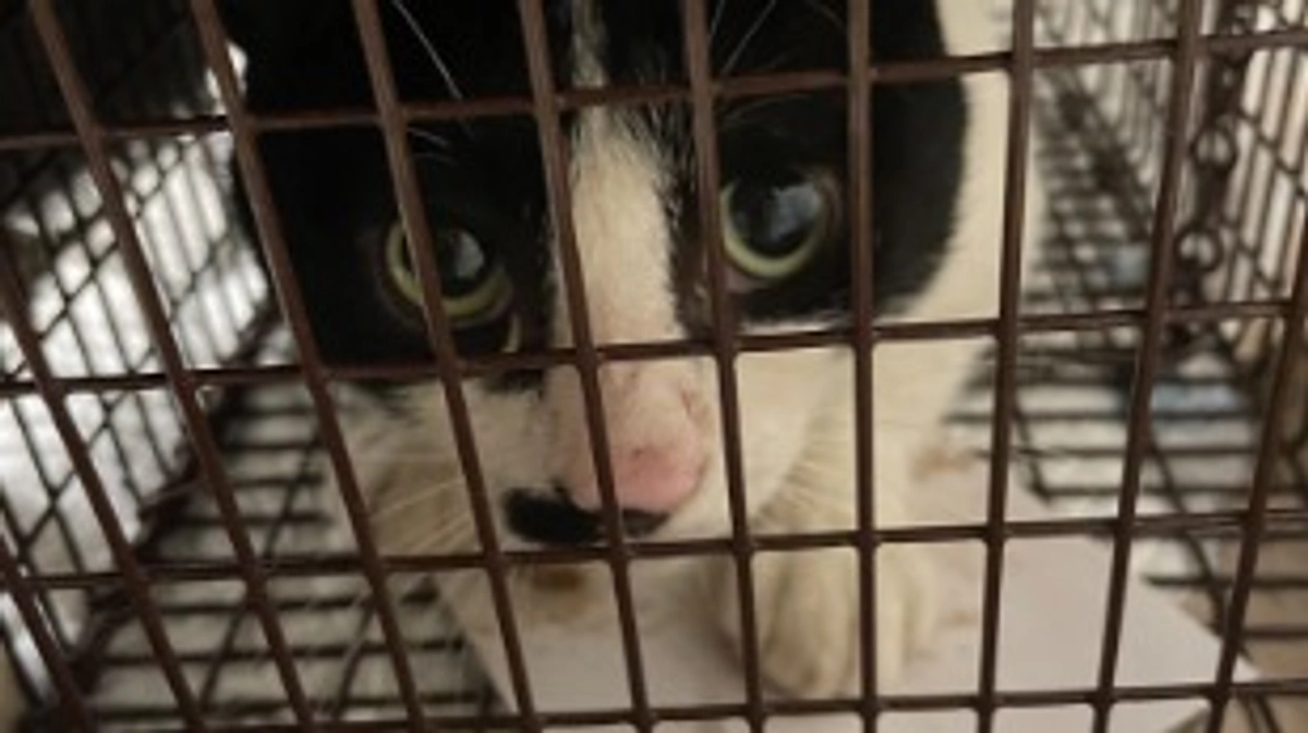 1匹目無事に捕まえました。