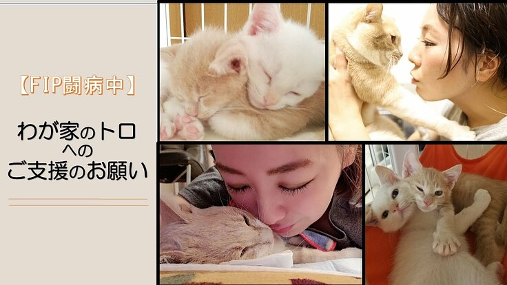 【FIP（猫伝染性腹膜炎）闘病中】わが家のトロへのご支援のお願い