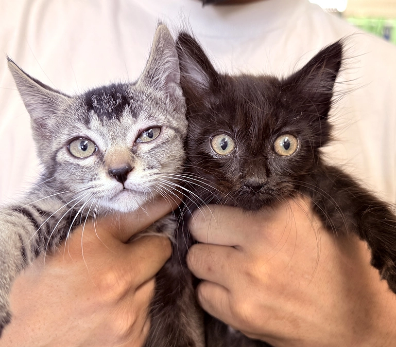 譲渡会開催！里親さん決定！！