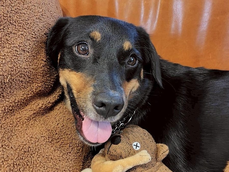 【公開終了まで｜残り1時間！】いただいた応援コメントのご紹介