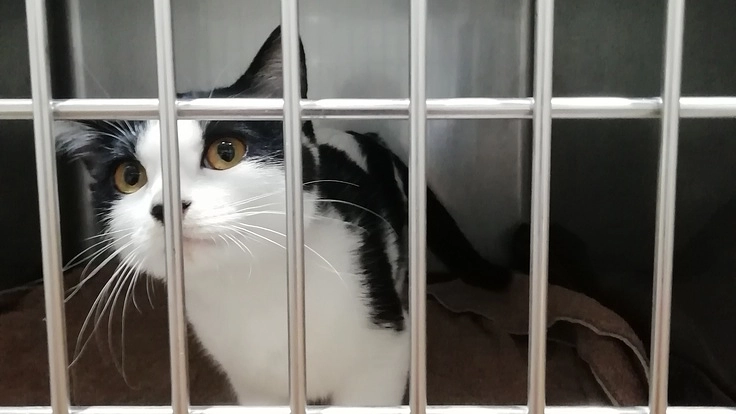 小さい身体で難病門脈ｼｬﾝﾄと闘う｢あんこ｣に未来を与えて下さい