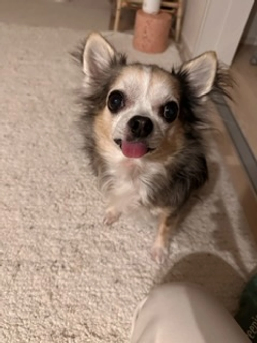 ぽこの手術日とららのプロジェクト最終日