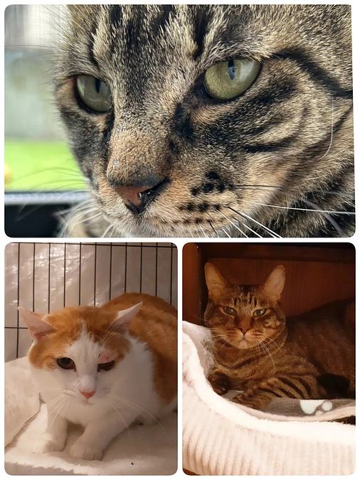 3匹の投薬について