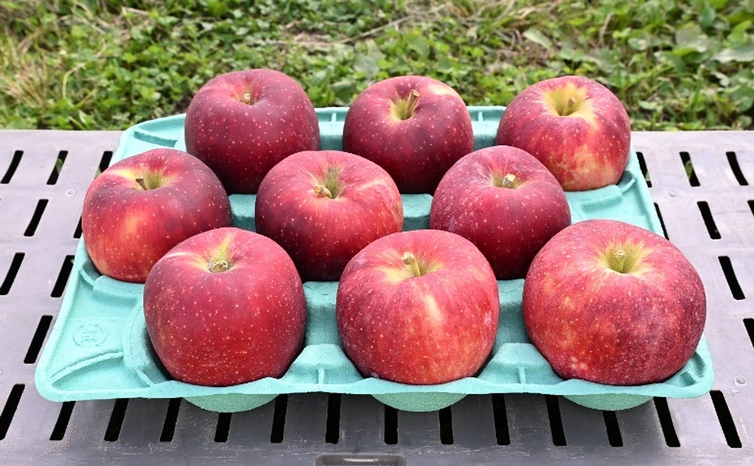 【食べて応援！】信州りんご3kgコース