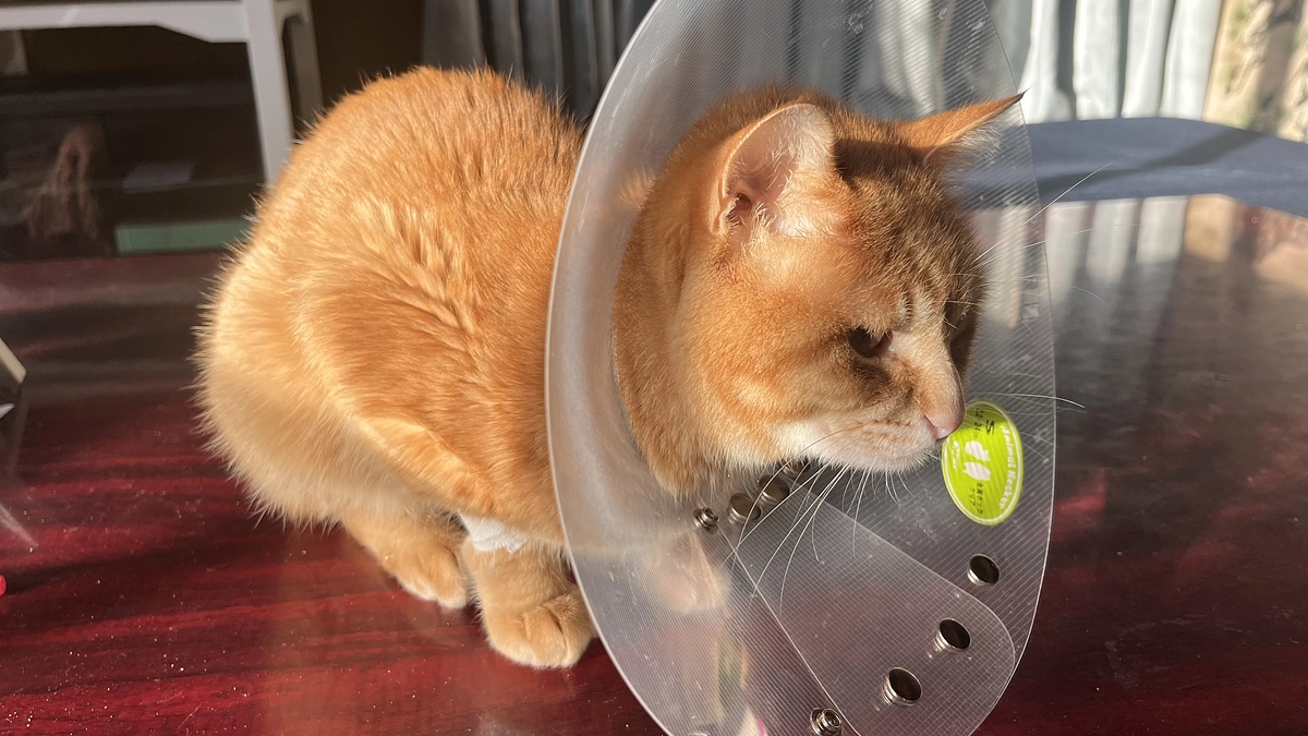 ⭕️炎症性腸疾患（IBD）の初期症状として感じたこと❷