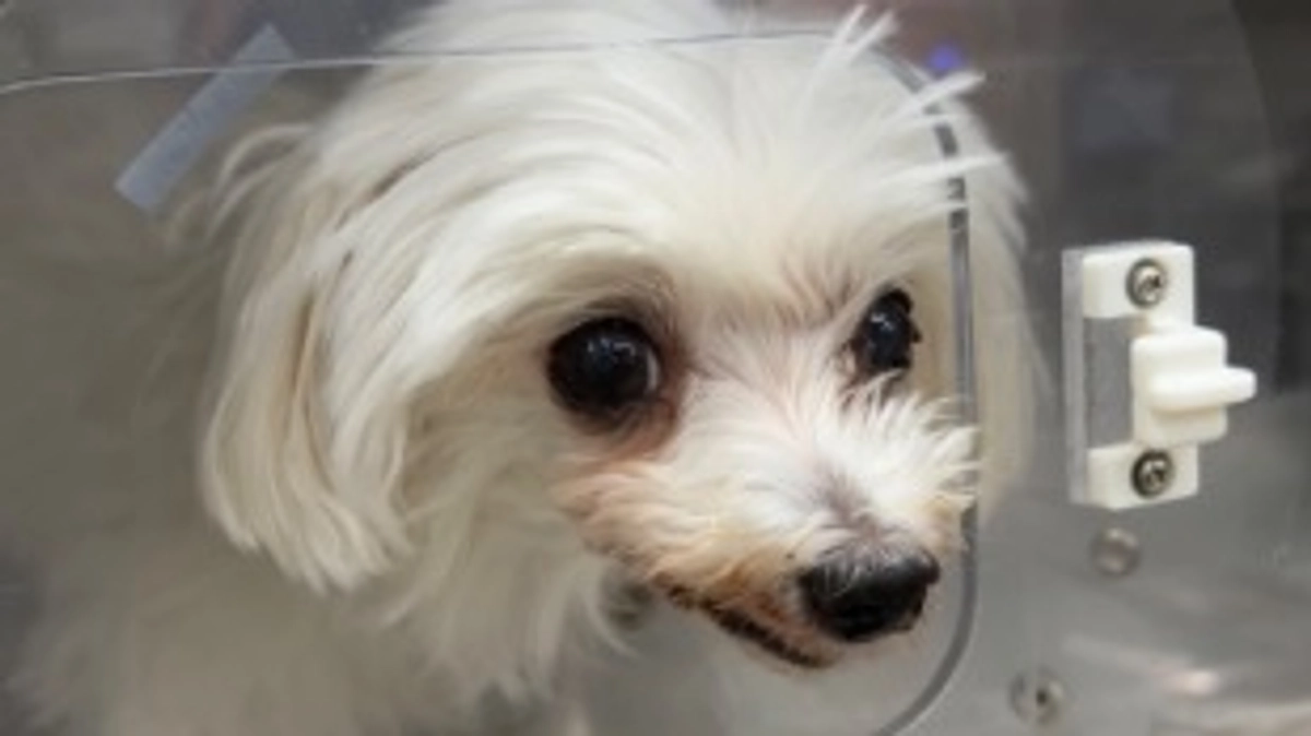 ももこの様子と数値 術後３日目