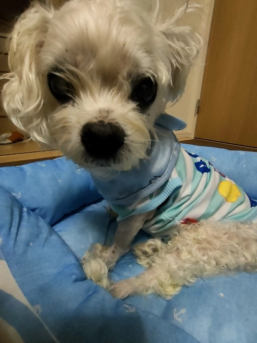 🎉はなこ退院しました🎉