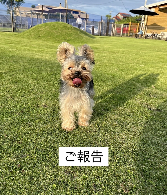 手術、無事成功しました