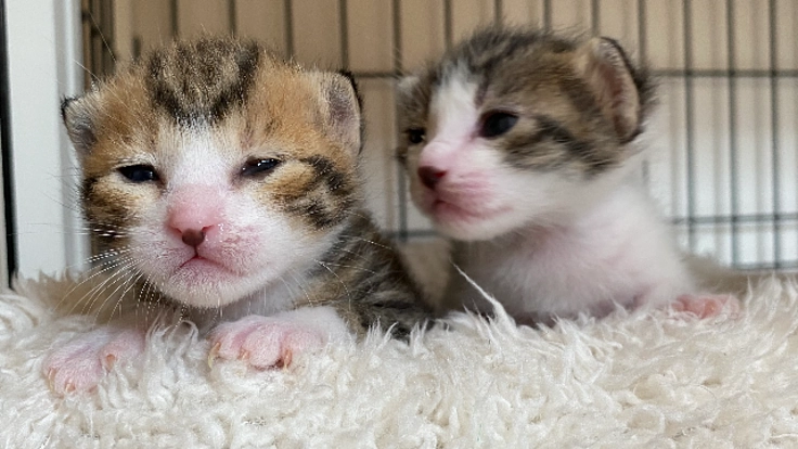 譲渡型保護猫カフェに、新たな施設『保護シェルター』を作りたい