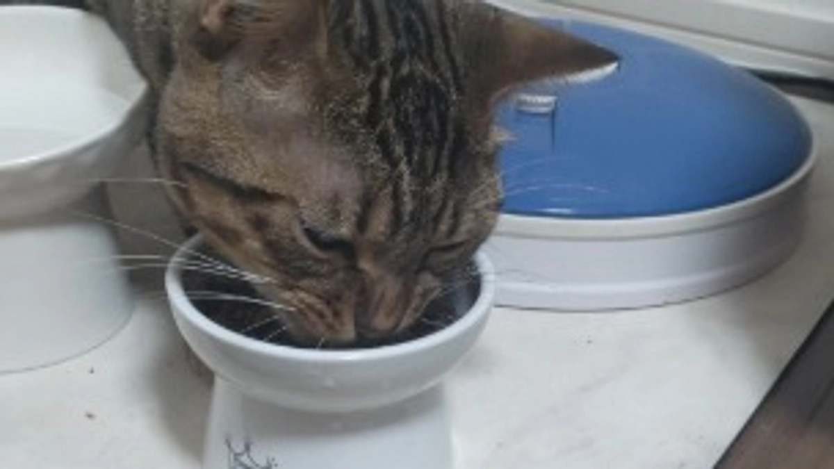 今日の朝のらんまるくん　※クラファン日数残り僅か💦