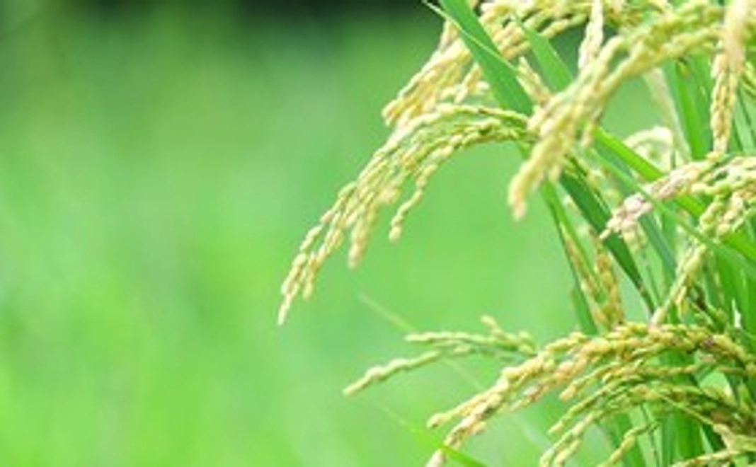 収穫したお米1キロ