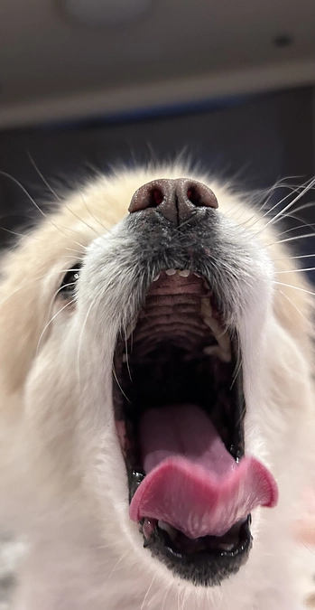 46/59‪ ☆ 歯は命！