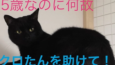 FIPに五歳で発症したクロたんを助けて！ のトップ画像