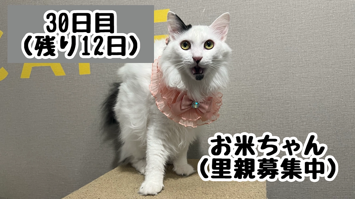 猫を守ることは、地球を守ること～後編～