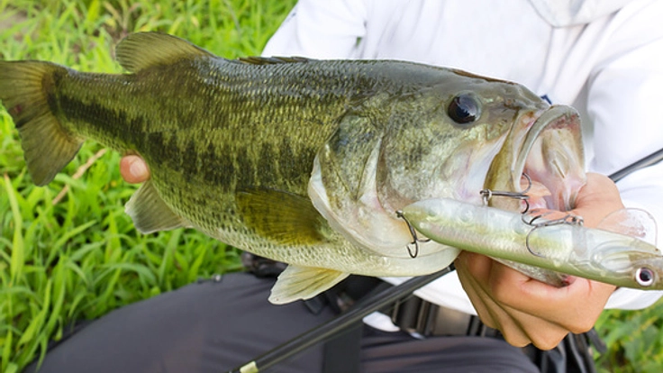 世界遺産精進湖の外来種魚を減らすための釣り大会を開きたい！