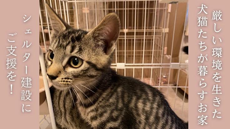 厳しい環境を生きた犬猫たちが暮らすお家。シェルター建設にご支援を! 10枚目