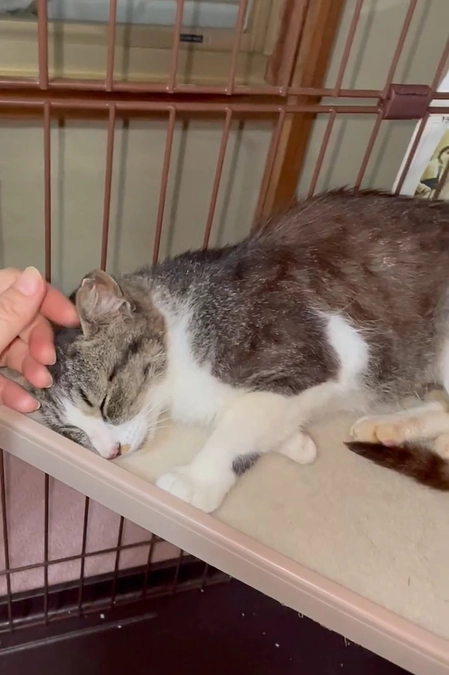 成猫3匹保護しました