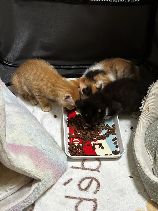 いよいよ明日プレオープンです