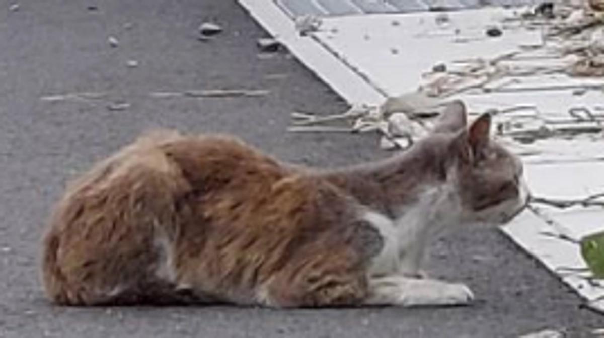 もう少しで達成‼️どうかご支援よろしくお願い申し上げます🙇