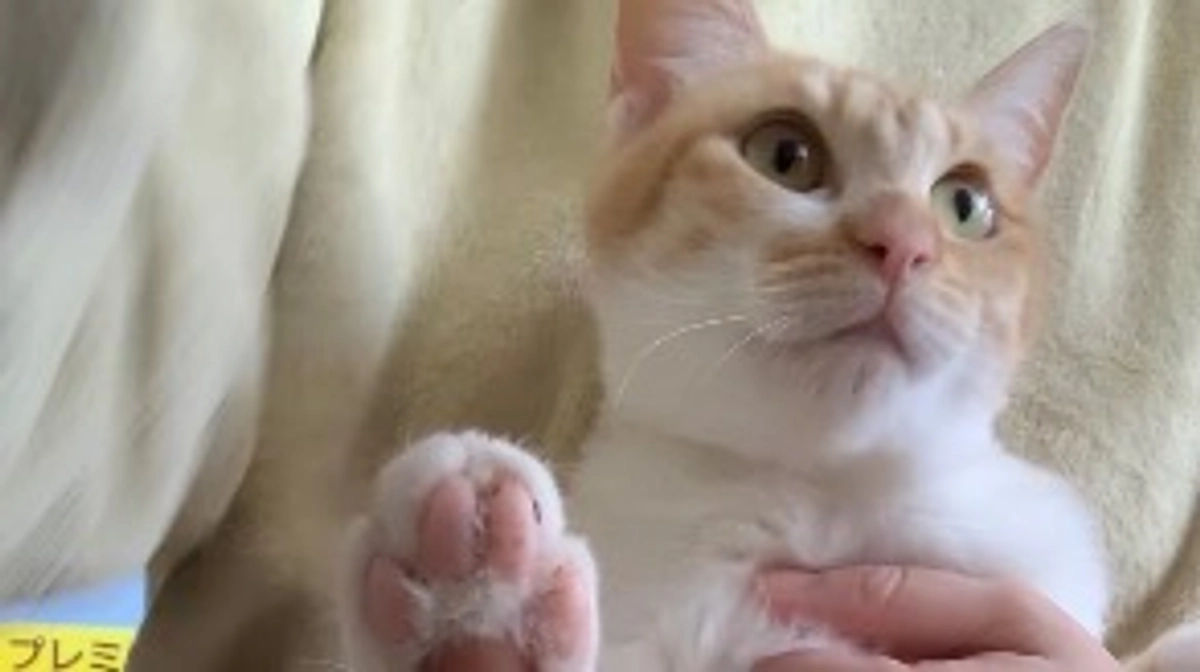 投薬66日目（プロジェクト開始26日目）