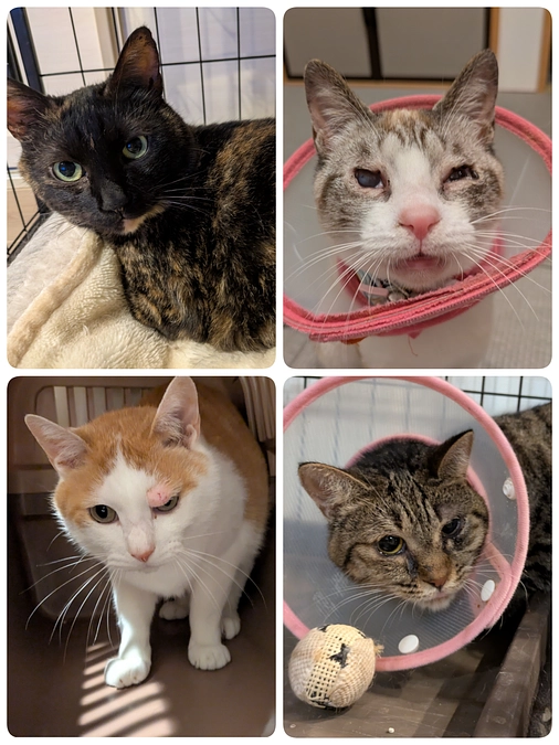 4匹の医療について