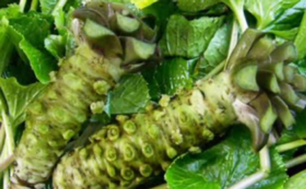 五ヶ瀬産わさび