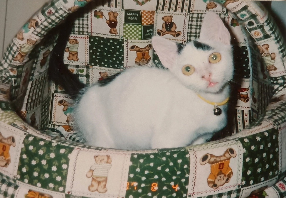 里親様から幸せ便り